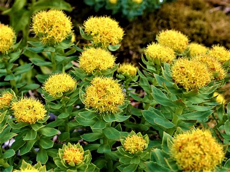 Rhodiola